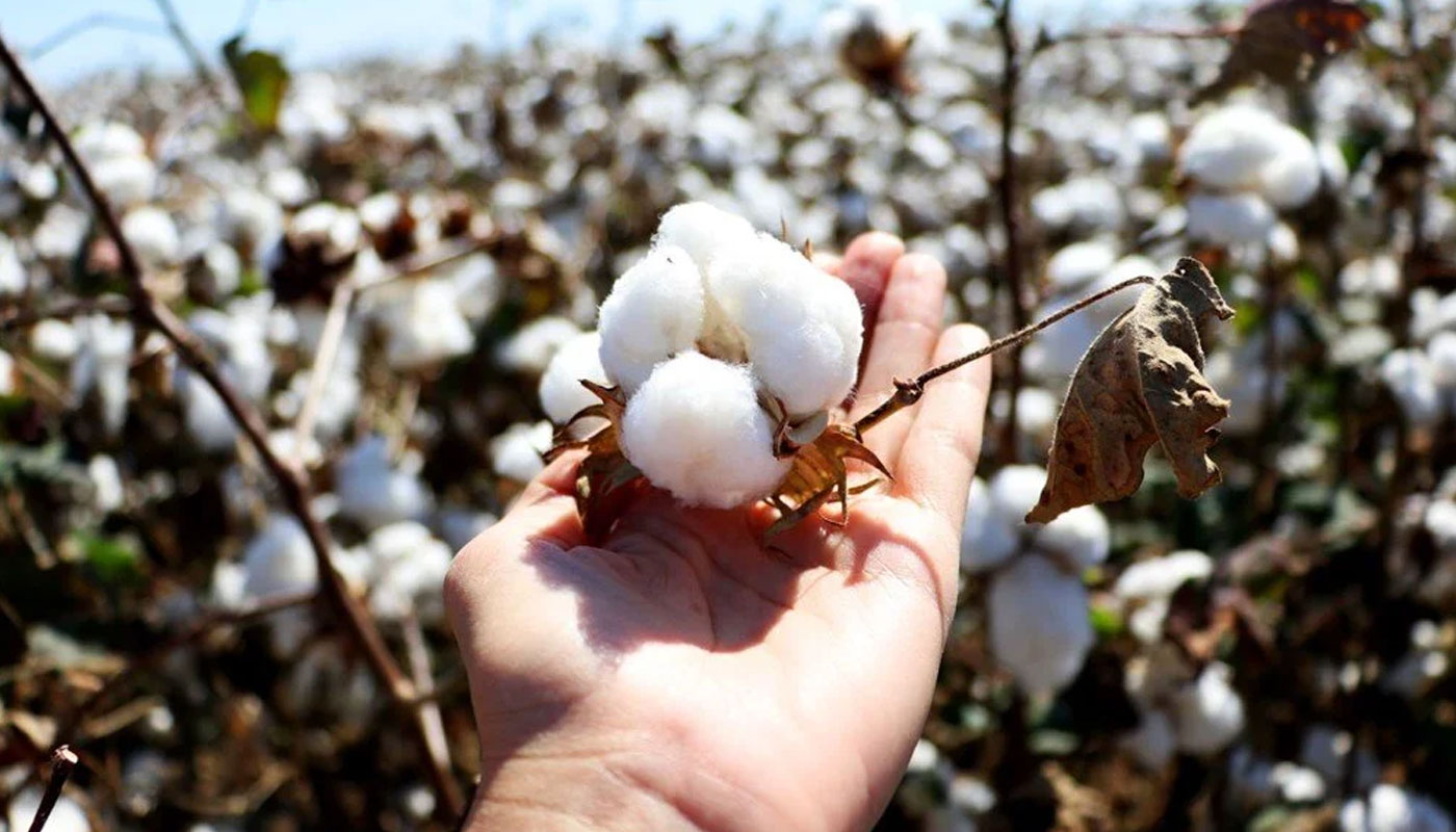 Uluslararası Pamuk İthalat İhracat